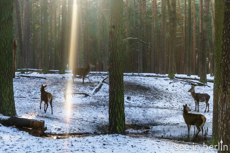 berlin schorfheide wildpark (13).jpg