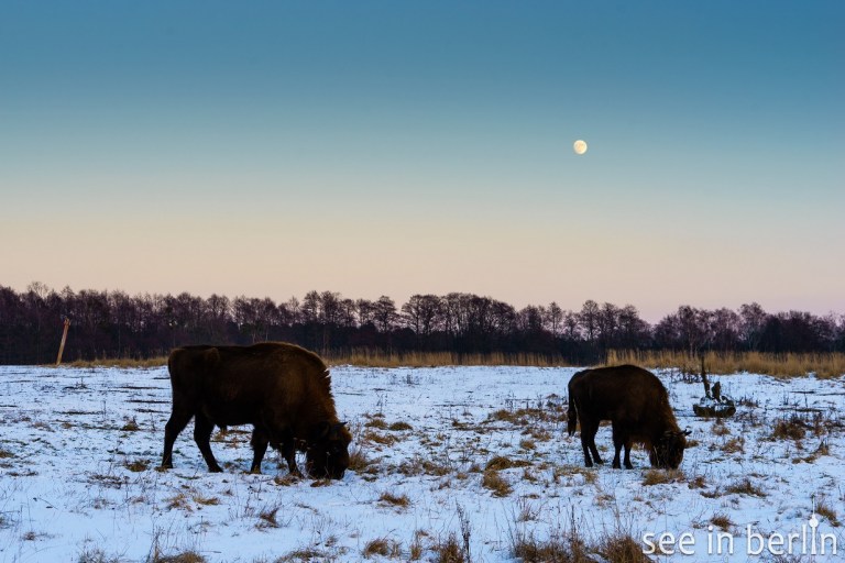 berlin-schorfheide-wildpark-57
