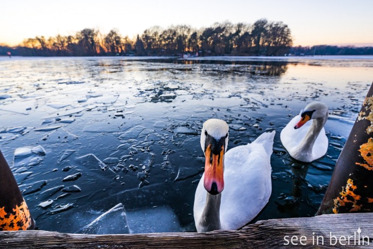 berlin tegeler see (52).jpg